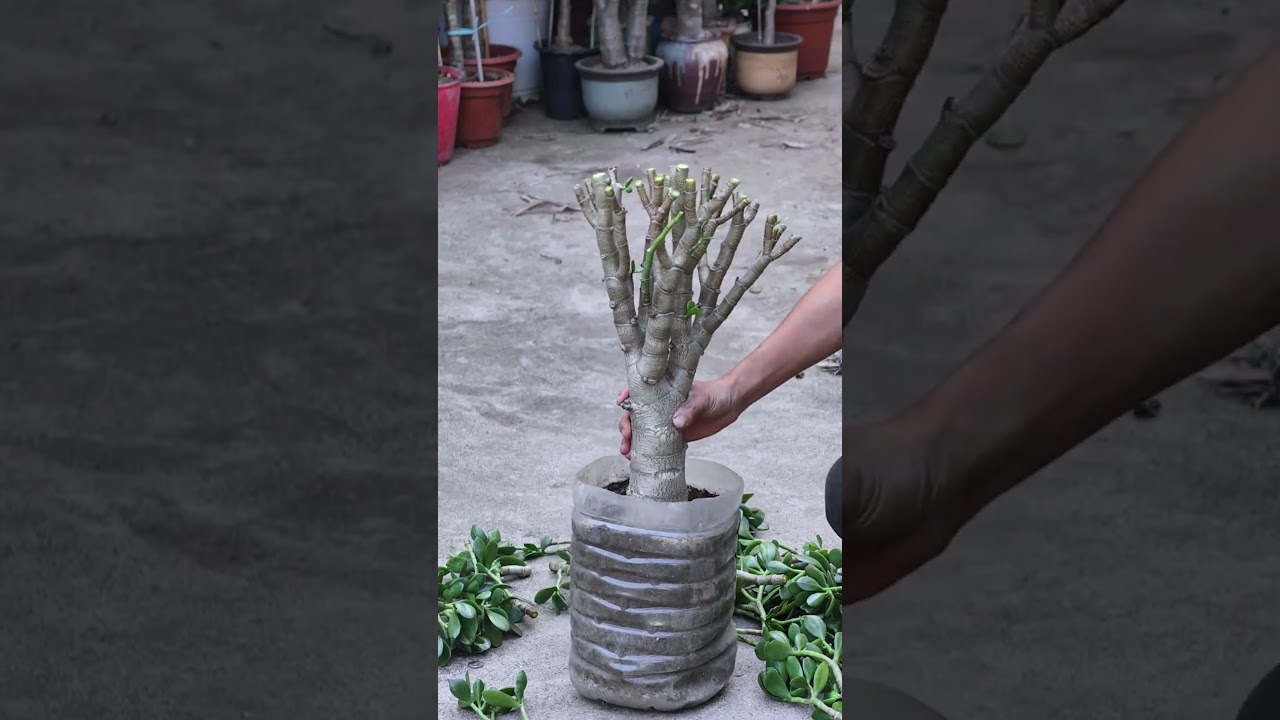 How to Prune Succulents for a Fuller, Bushier Look! (Step-by-Step)