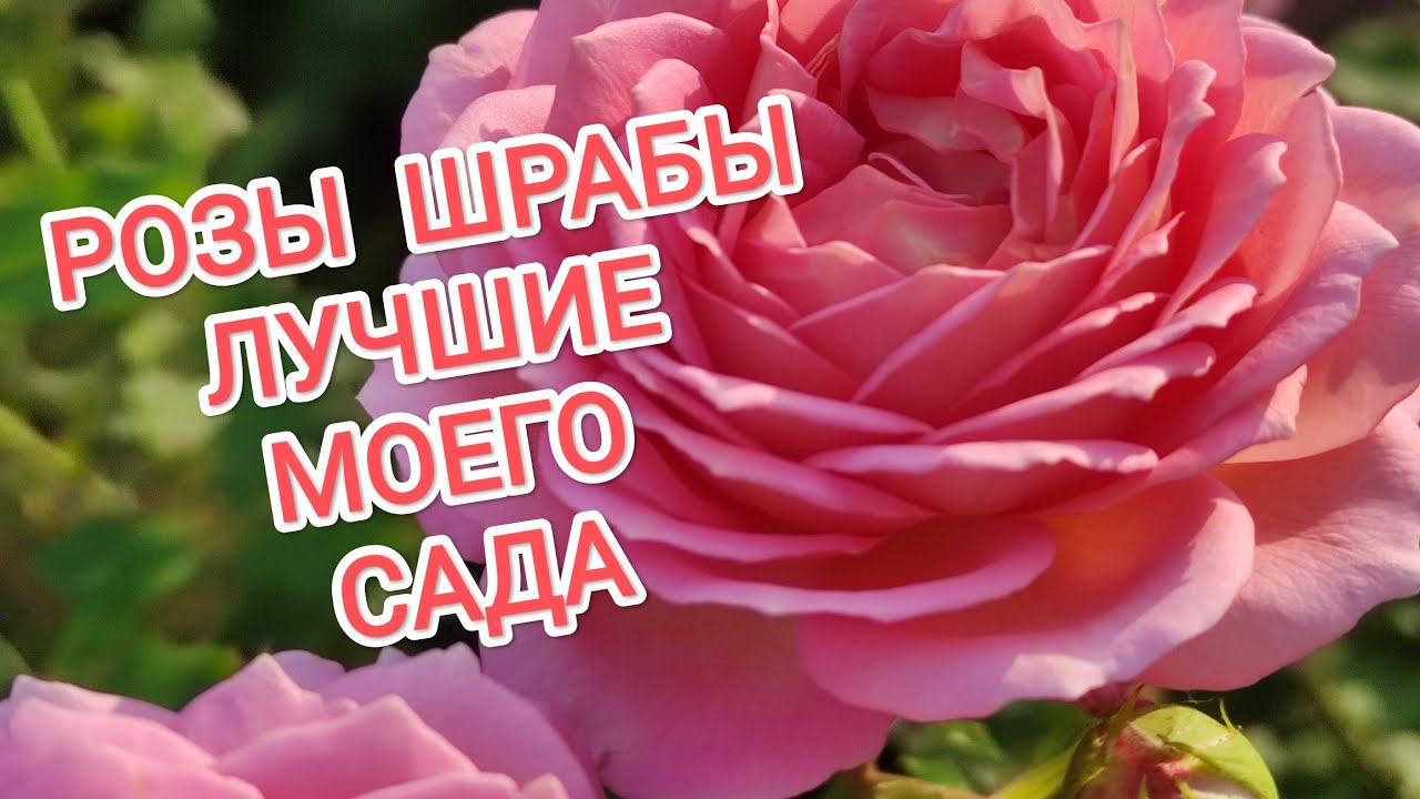 РОЗЫ ШРАБЫ ЛУЧШИЕ МОЕГО САДА.