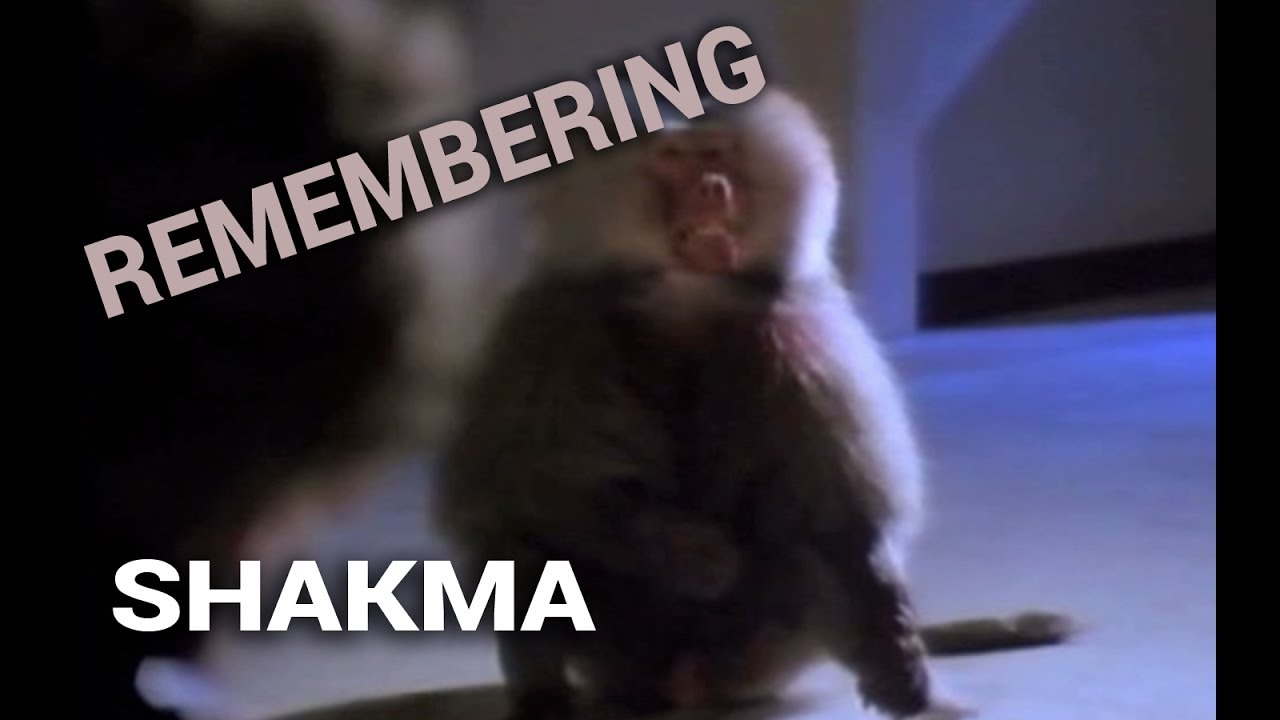 Remembering: Shakma (1990)