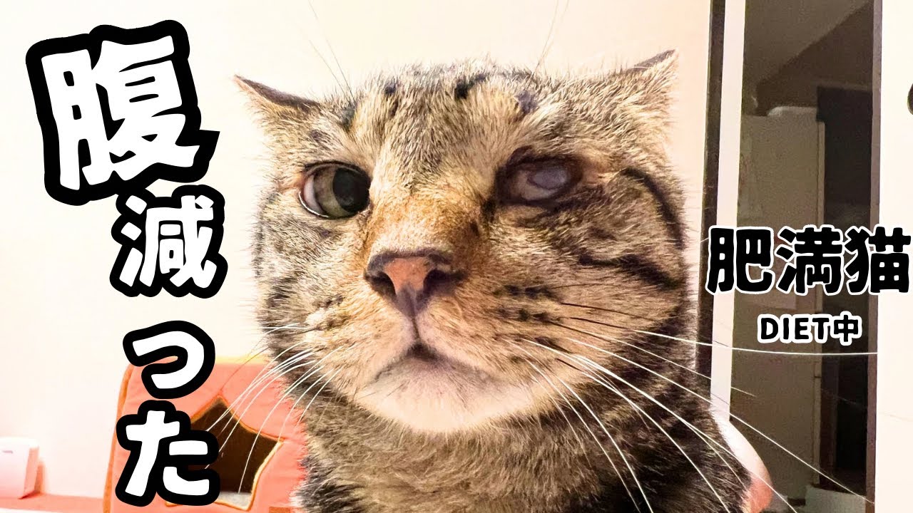 【ダイエット】肥満猫がダイエットした結果！！！