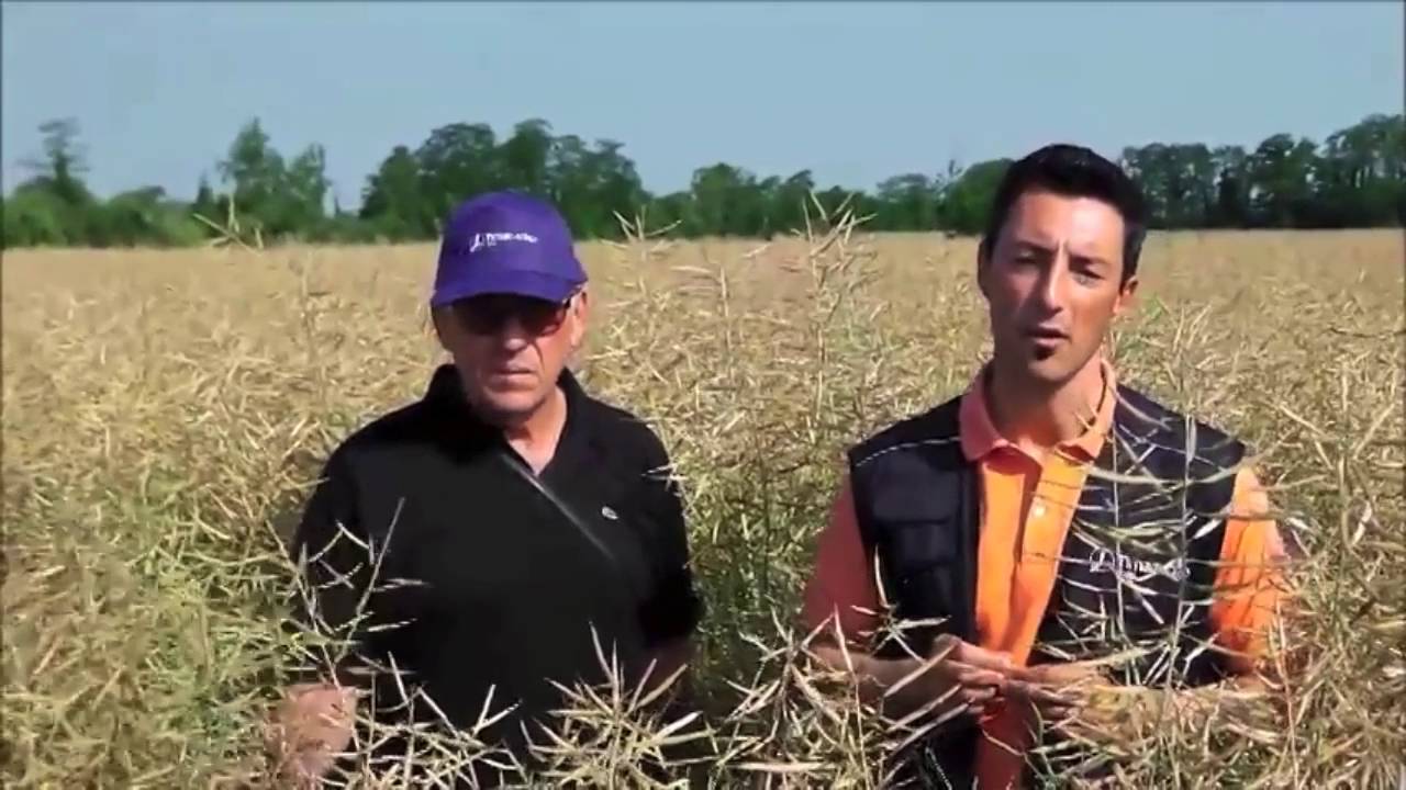 Colza, il piano di concimazione per un'ottima resa