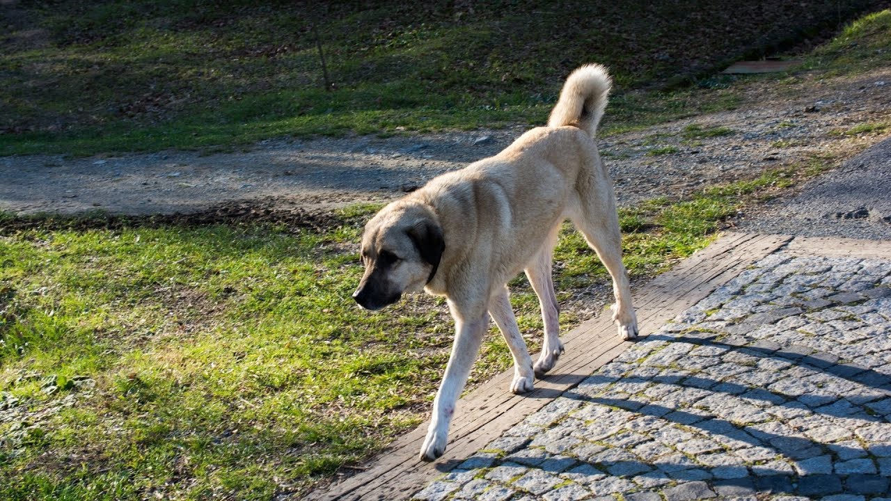 Kangal Dogs: Are They Good for Families with Small Children?