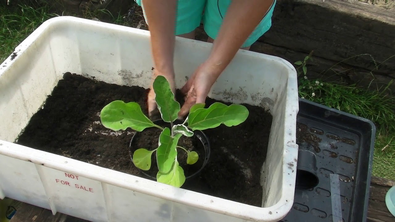 Planting out Aubergines - Claire's Allotment Part 434
