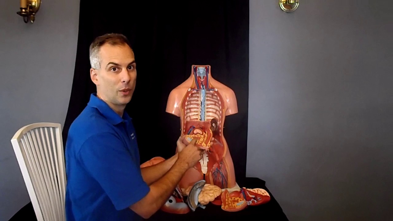 Full-size human anatomy model, part 2