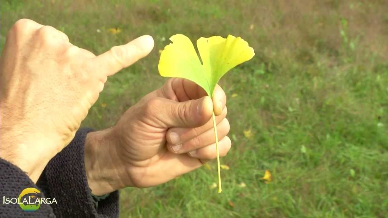 Ginkgo biloba