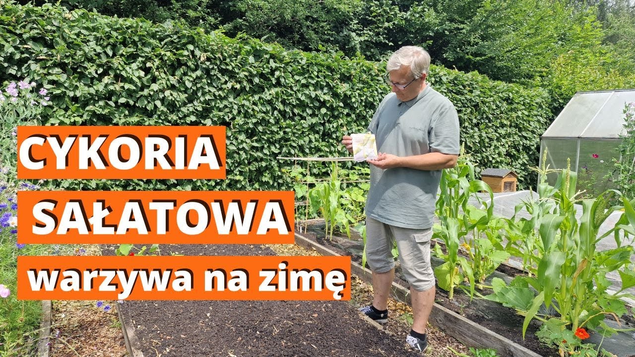 Cykoria sałatowa do siewu w lipcu. Warzywa na zimę.