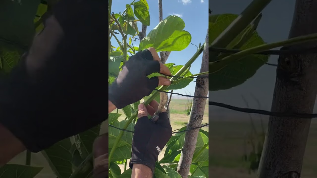 Walnut Grafting Aşılarda Aşı Bağı ve Aşı Poşeti Ne Zaman Alınır