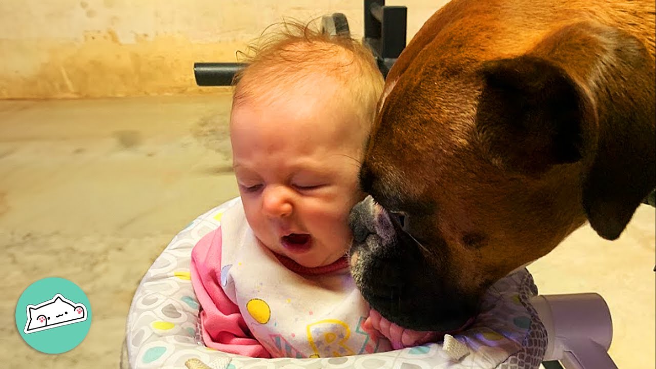 Gentle Boxer Dog Puts Jealousy Aside and Babysits His Little Sis | Cuddle Buddies