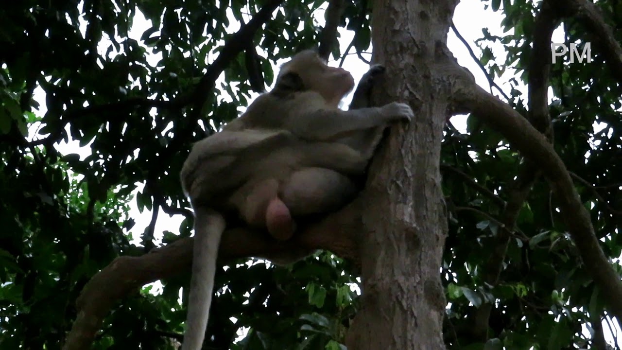 Mr. Charlie is oldest monkey of this groups climbing the High trees quickly