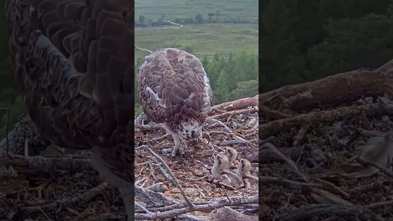 P#922- Review mother birds brings food to feed her babies in the nest, baby birds life #birdslover