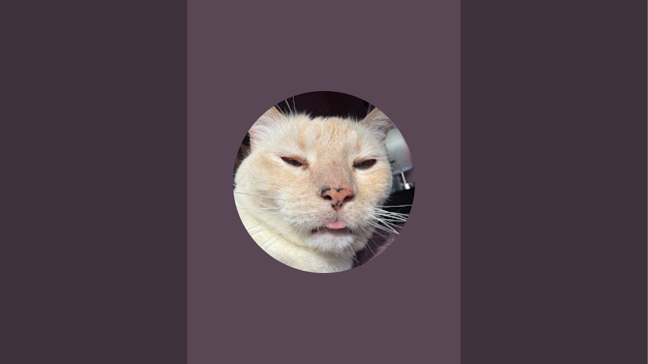 Nimbus the stallion is live! With Mi Mi ! Large and N Charge ! 😻