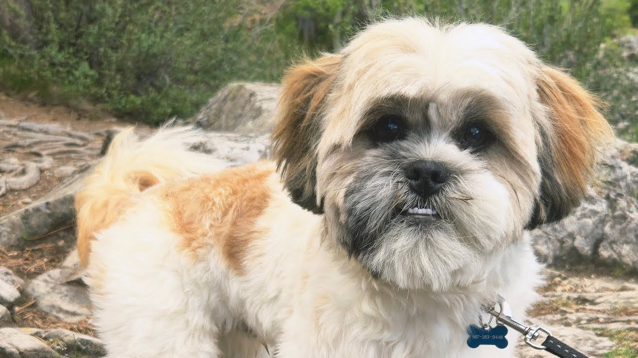 Outside fun,picnic![Shih Tzu]🐶🌍🪵