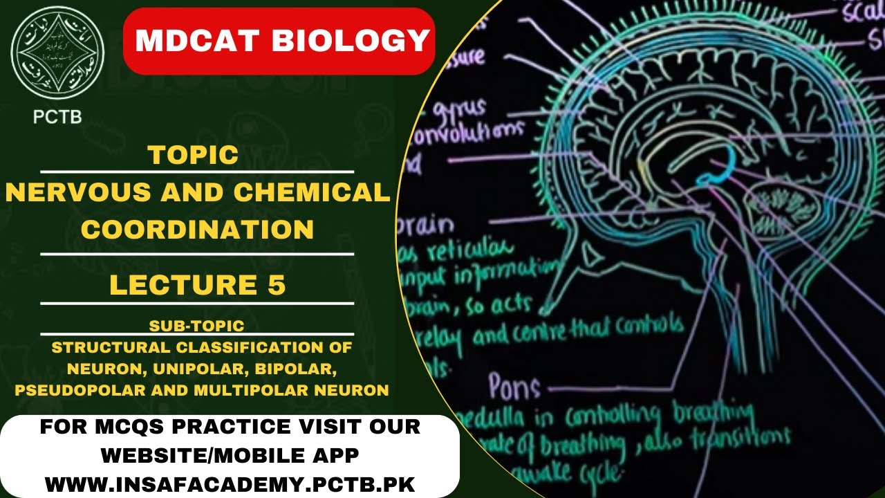 STRUCTURAL CLASSIFICATION OF NEURON || TOPIC || NERVOUS & CHEMICAL COORDINATION || MDCAT/NUMS ||