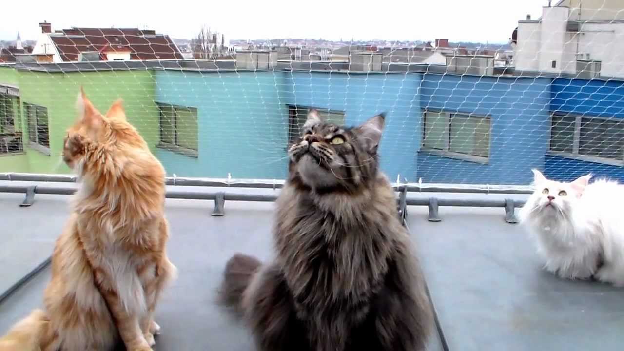 Cute Maine Coons chattering at city birds - pretty funny