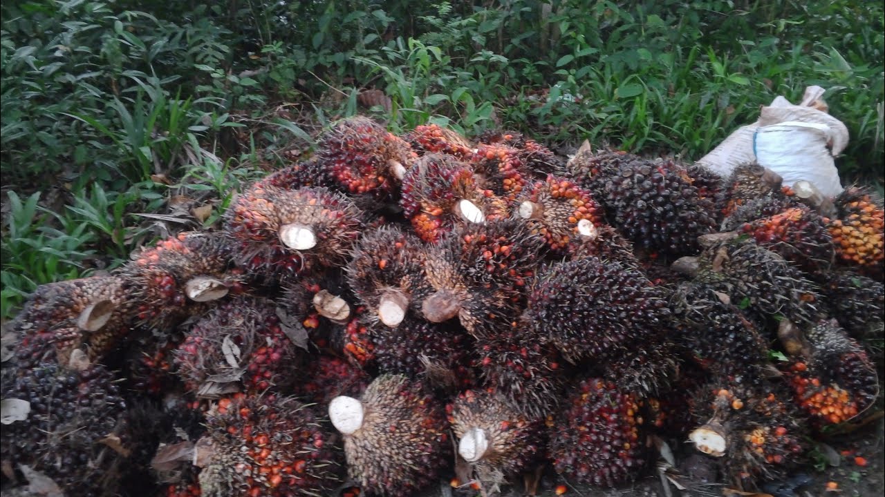 Cinta yg kandas di ujung jalan