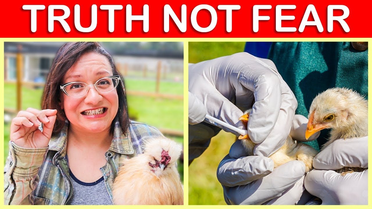 Practical Tips to Avoid BIRD FLU