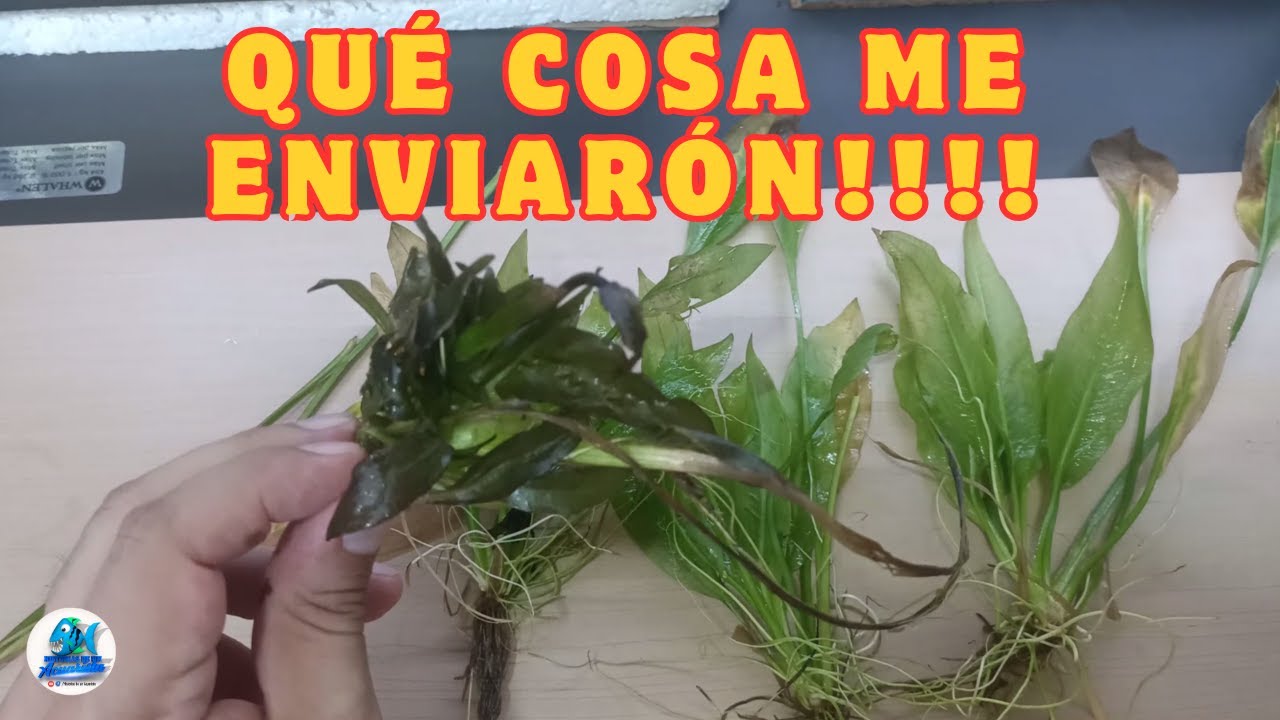 Mi primera compra de Plantas por Mercado Libre