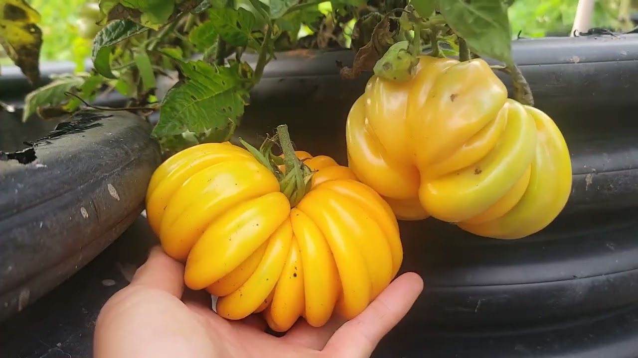 THU HOẠCH CÀ CHUA, TRÁI THÙ LÙ,TÁO ĐỎ RUỘT HỒNG ,DƯA HẤU TÝ HON 