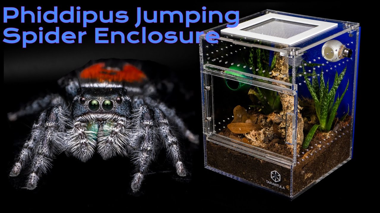 How To Set Up a Jumping Spider Enclosure | A Step by Step Guide|  Phidippus carneus.