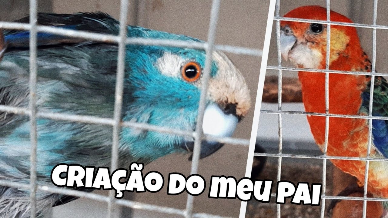 Criação Do Meu Pai - Parte 2: Roselas,kakarikis,Pomba Lofote e muito mais!