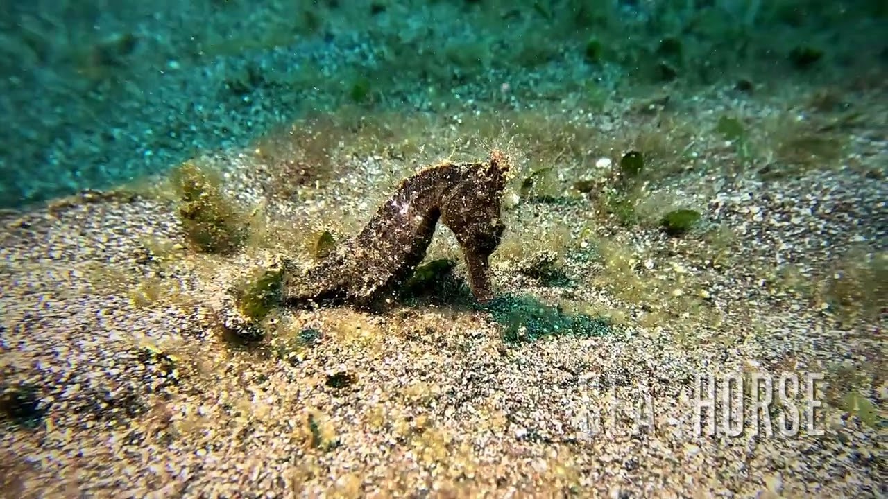 Lembeh strait Diving - Nov 25