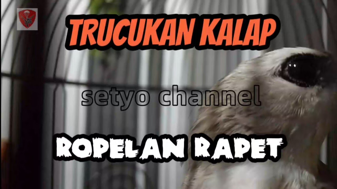 Masteran trucukan ropel panjang #kicaumania #trucuk #trending