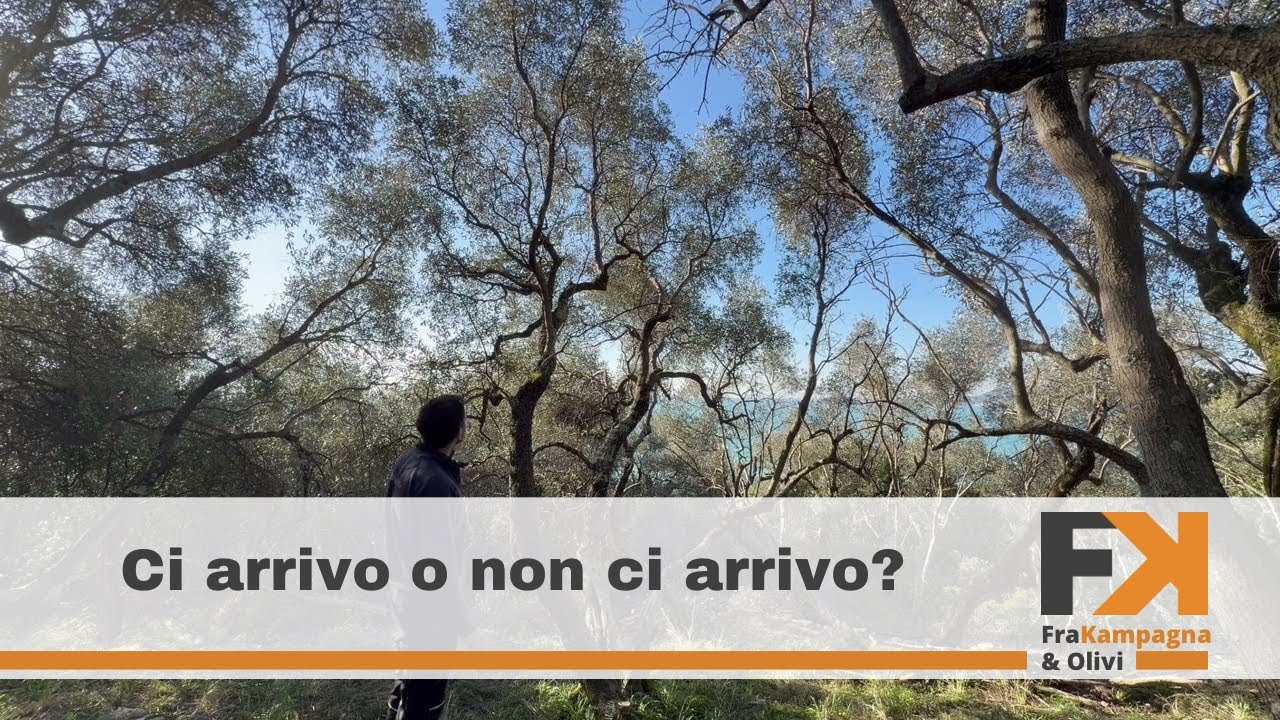 Inizio a potare il boscoliveto abbandonato 