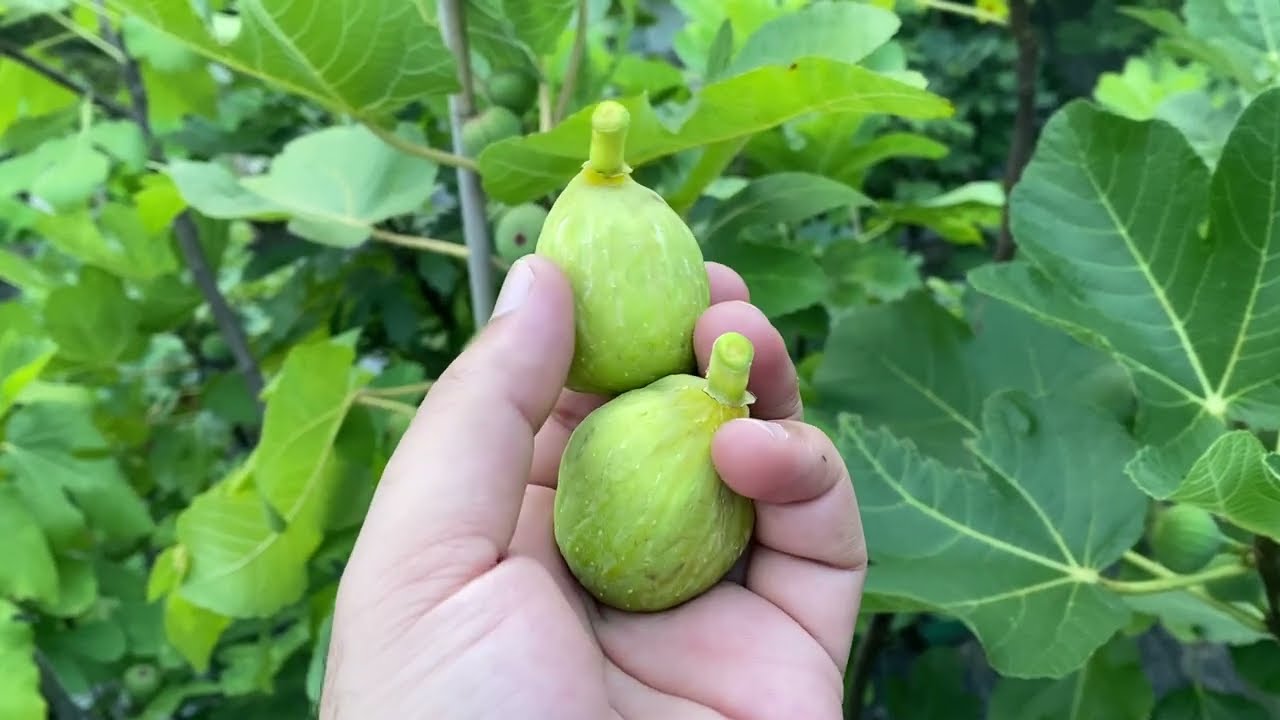 تين اسباني بلترانا Beltrana Fig