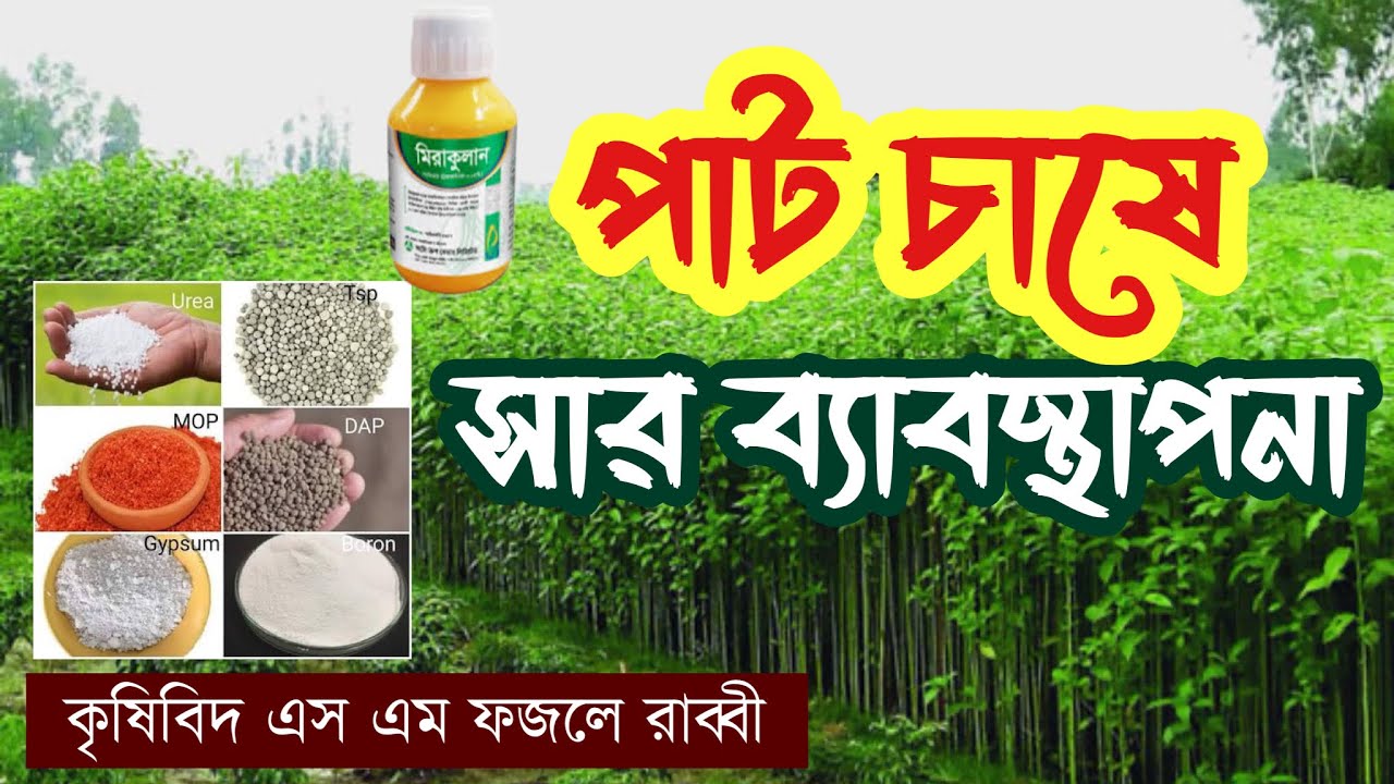 পাট চাষে সঠিক সার ব্যবস্থাপনা | কতটুকু ইউরিয়া, টিএসপি, এমওপি লাগবে? | Jute Fertilizer Management ||