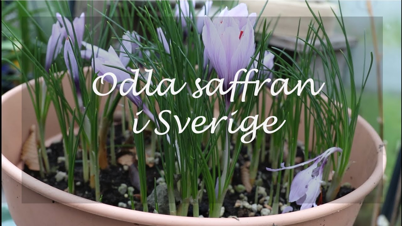 Odla saffran i Sverige