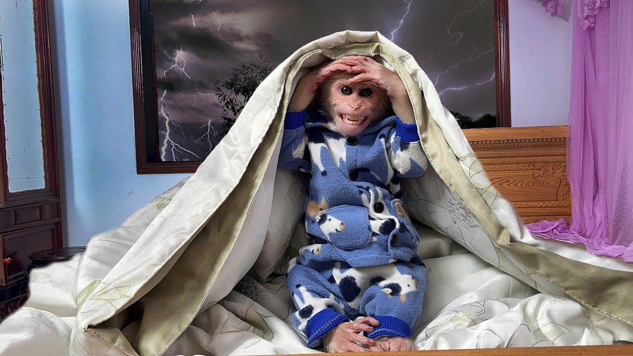 Super Smart! Monkey Luk acts intelligently when it rains heavily