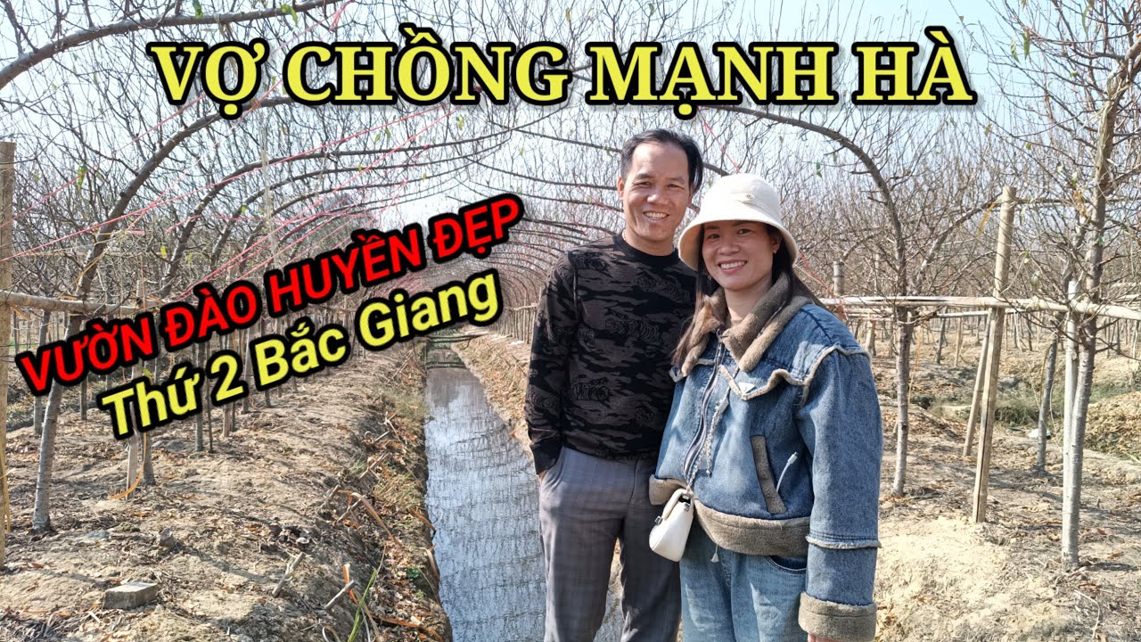vườn đào huyền đẹp xếp số 2 Bắc Giang đã có chủ đến xem