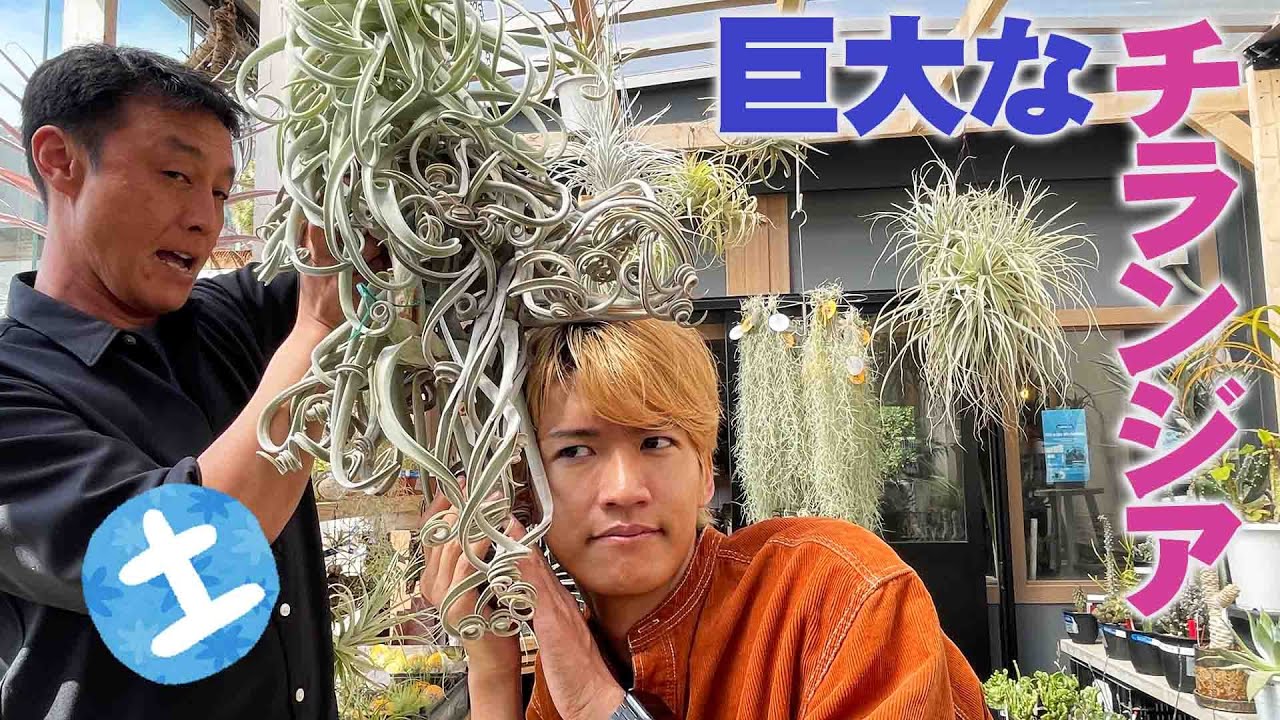 【陽春園】チランジアのレアなアイテム紹介！【野里元哉】
