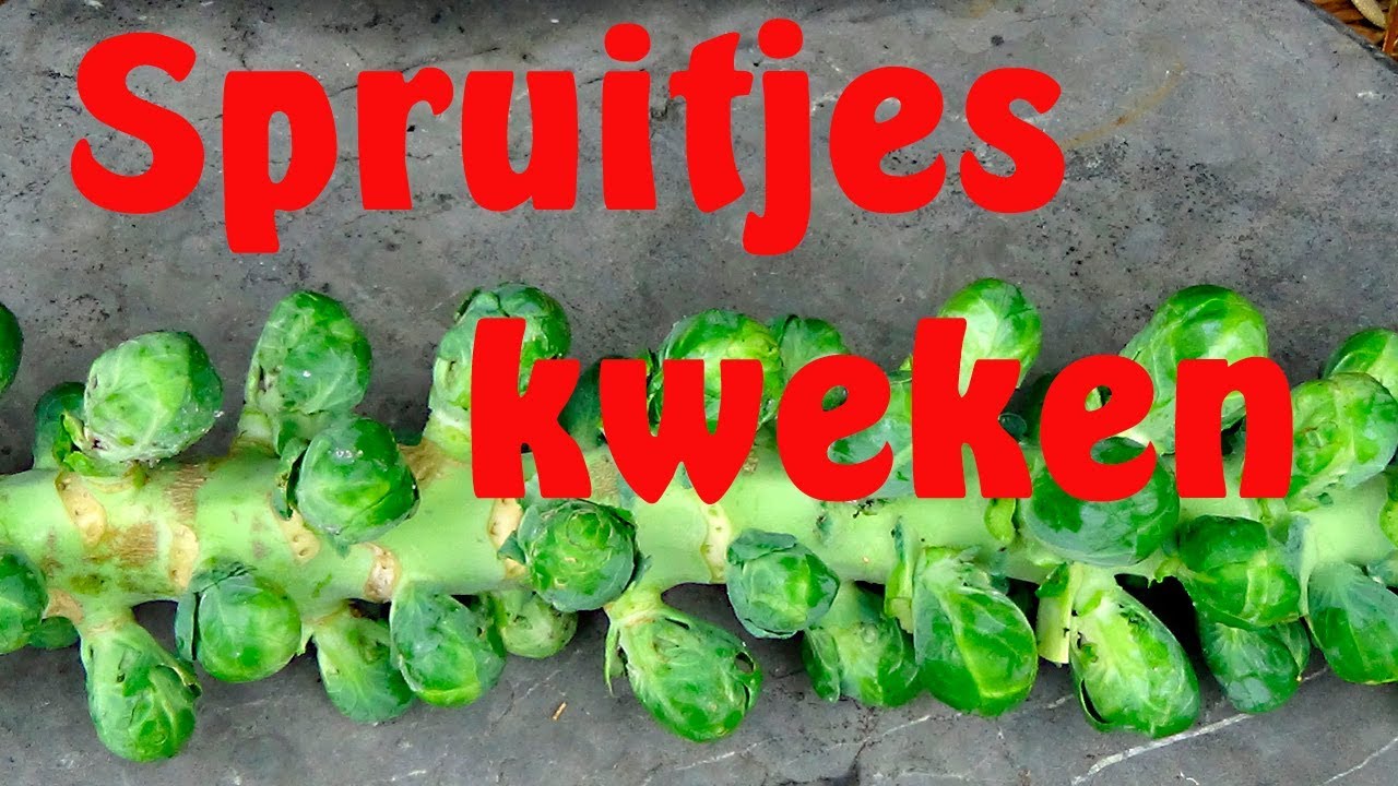 Spruitjes kweken