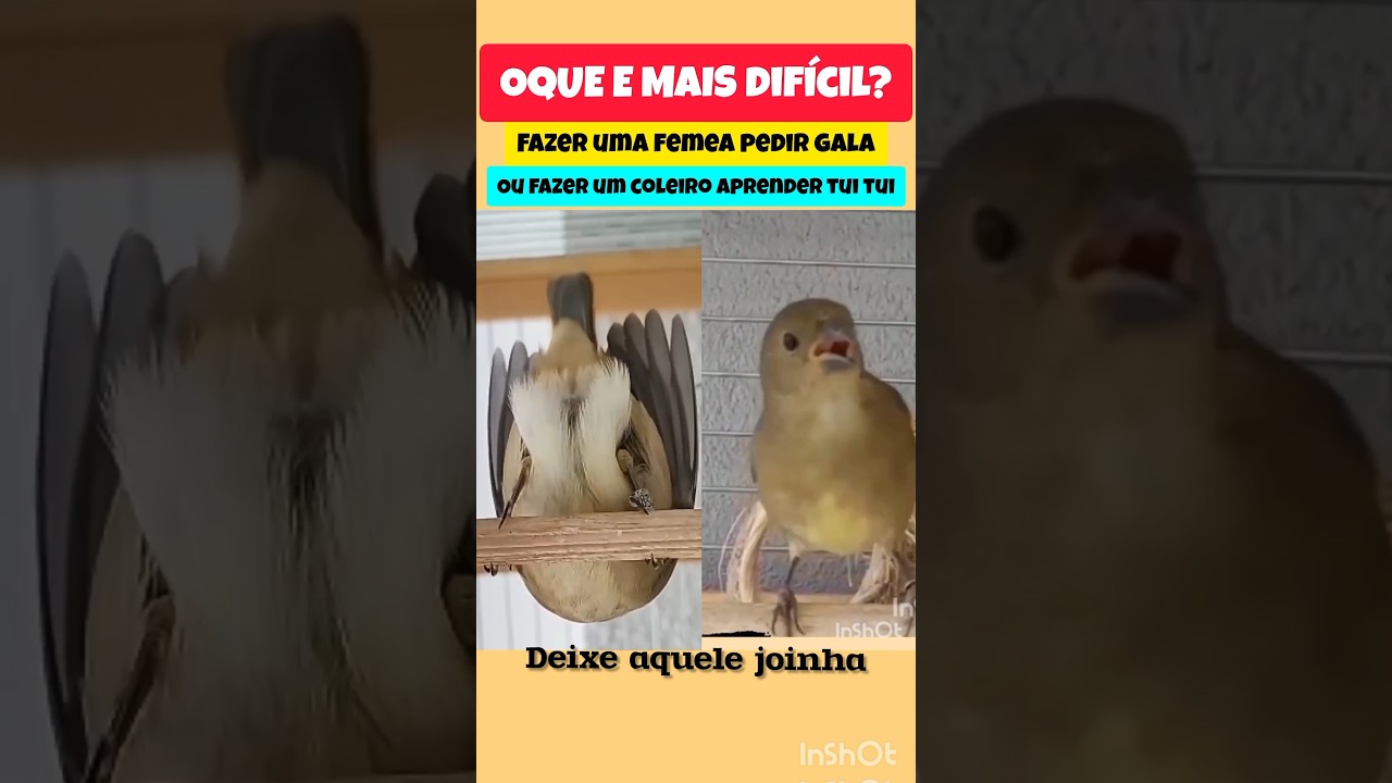 OLHA O CANTO DESSE COLEIRO PARDO !#coleiro #papacapim #femeadecoleiro