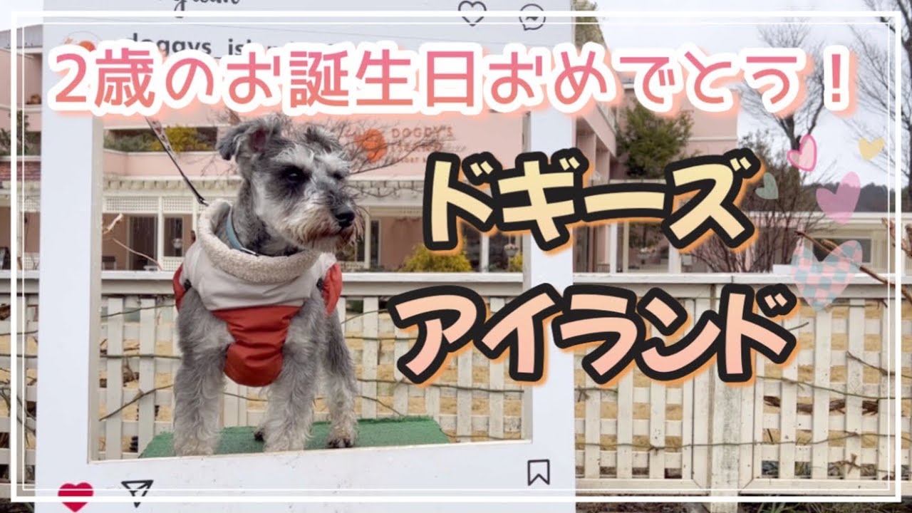 愛犬2歳のお誕生日をドギーズアイランドでお祝いしました【vlog】@カーサブランカ