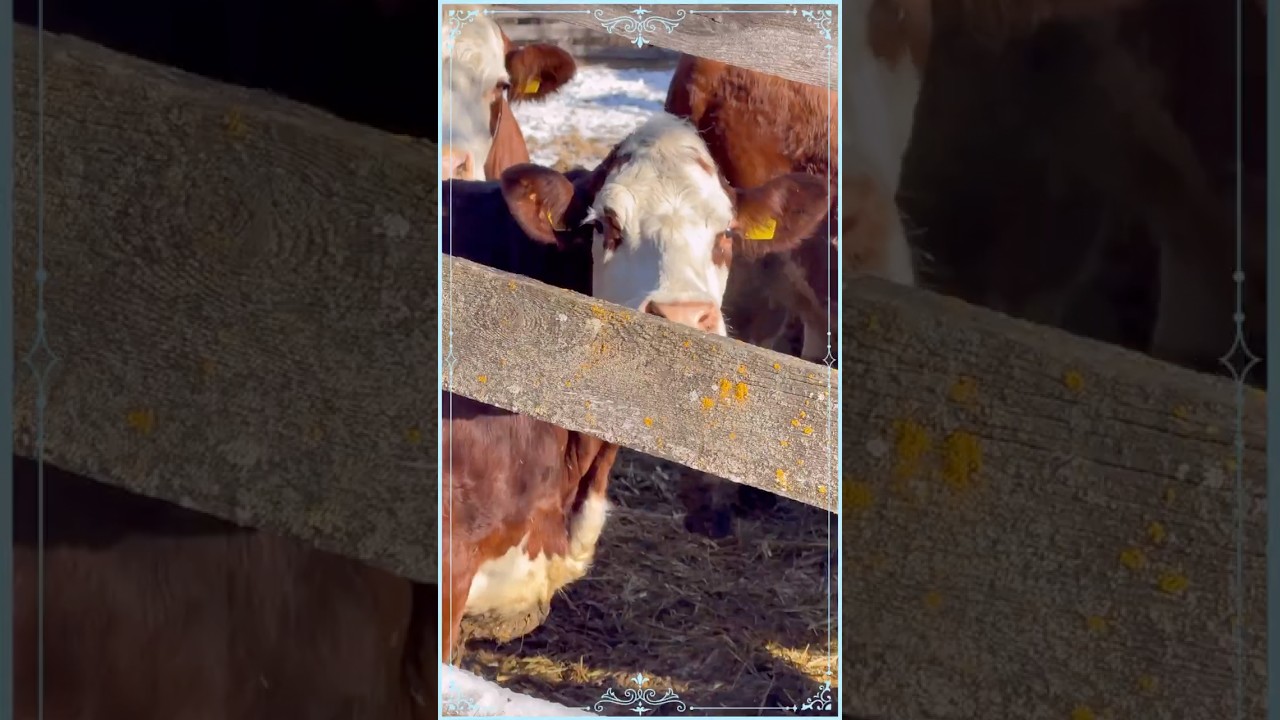 A cheerful company on a private farm #birds #cow#dolomites