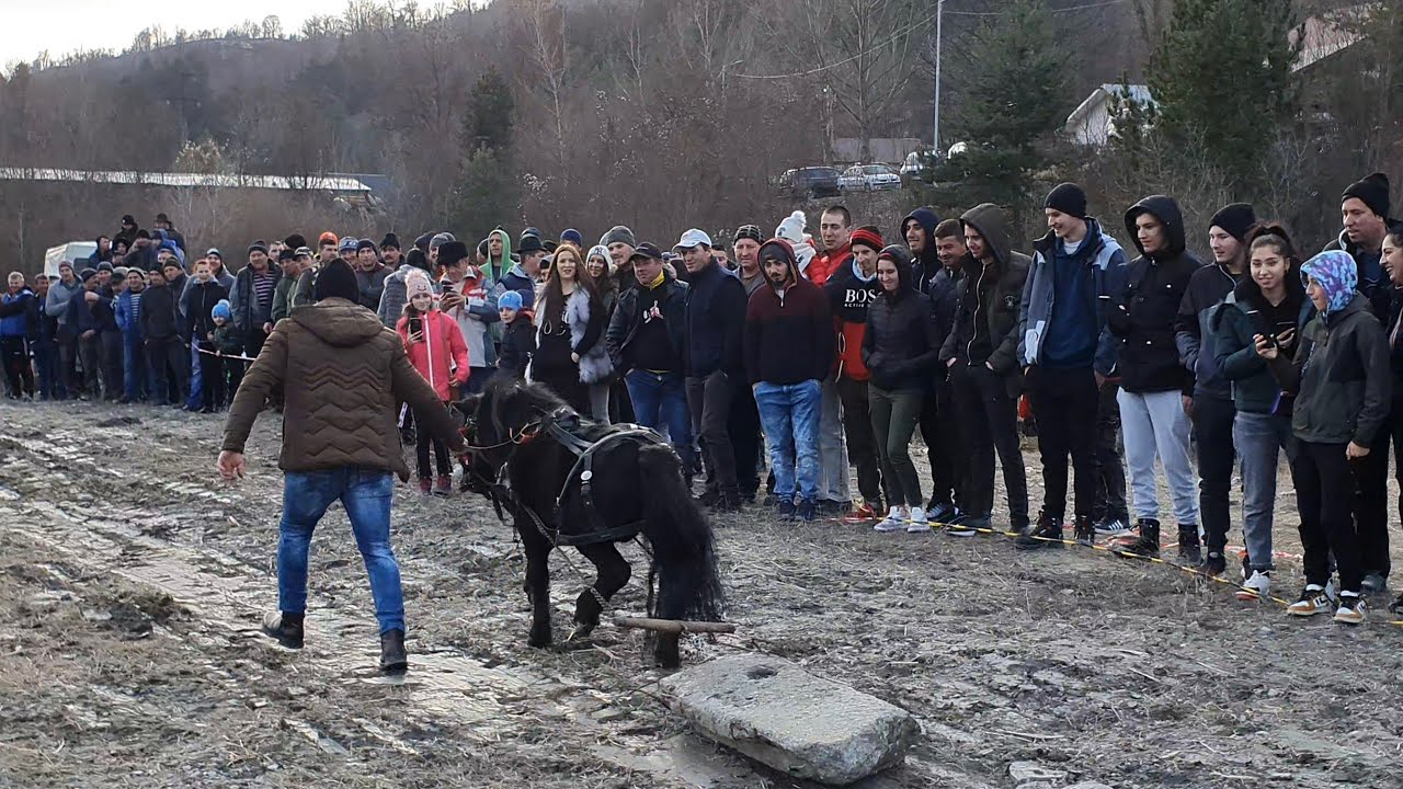 ‼️CONCURS DE TRACȚIUNE‼️CEL MAI PUTERNIC PONEI‼️