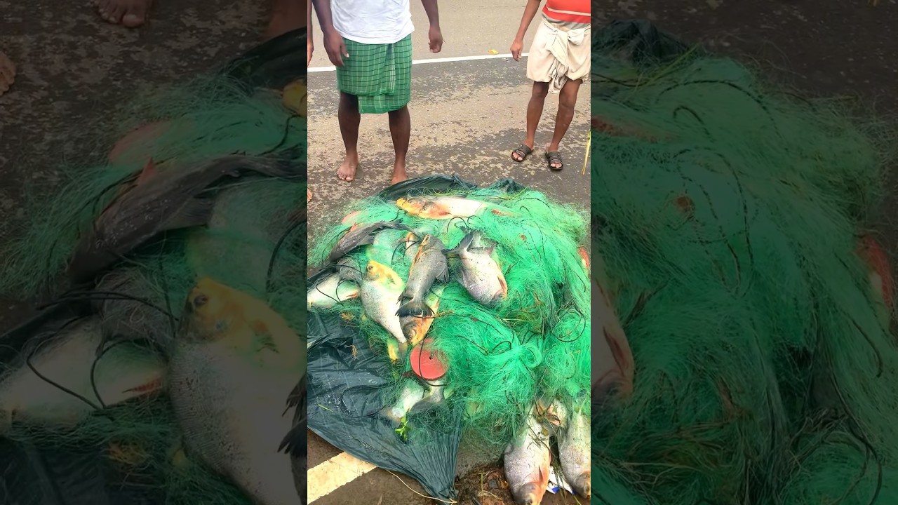 Nutter fish harvesting | See the size of the fish😇 nutter fish farming Kerala #hobbyspot #fishing...