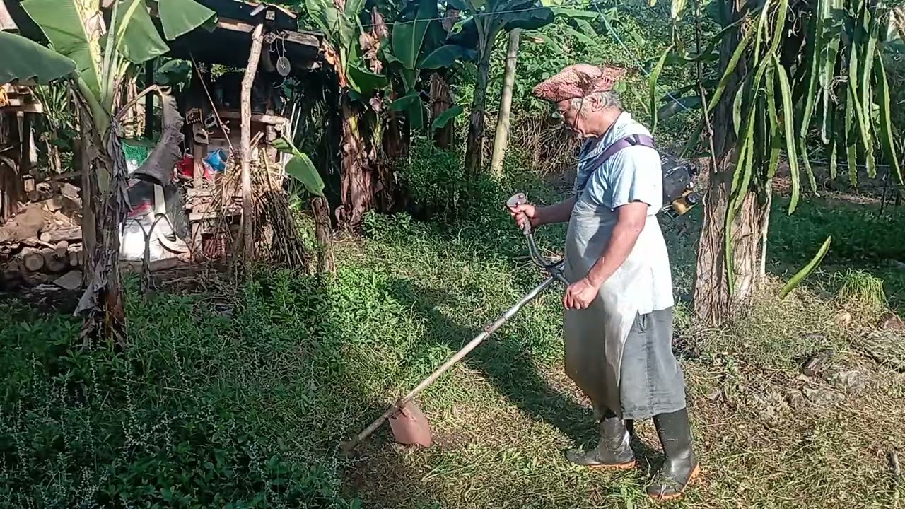EP277Cutting grass manggona amigos thank for watching