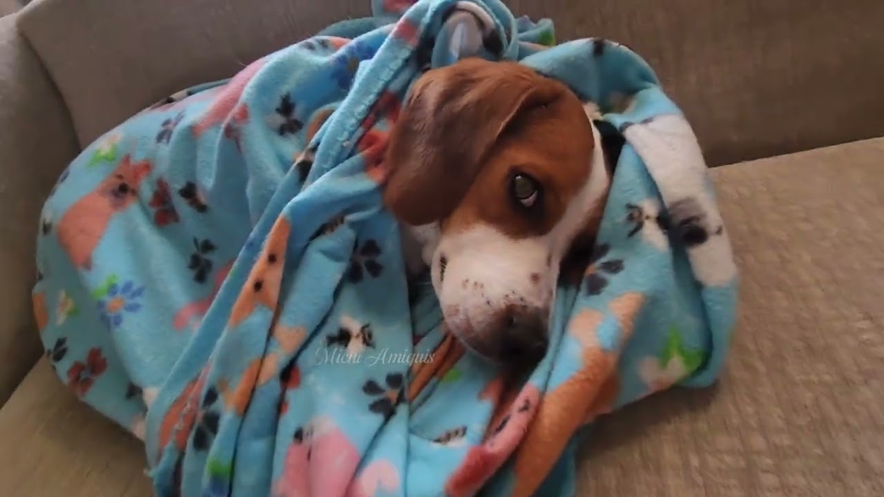 No es un peluche es real #doglovers #mascotas #beagles