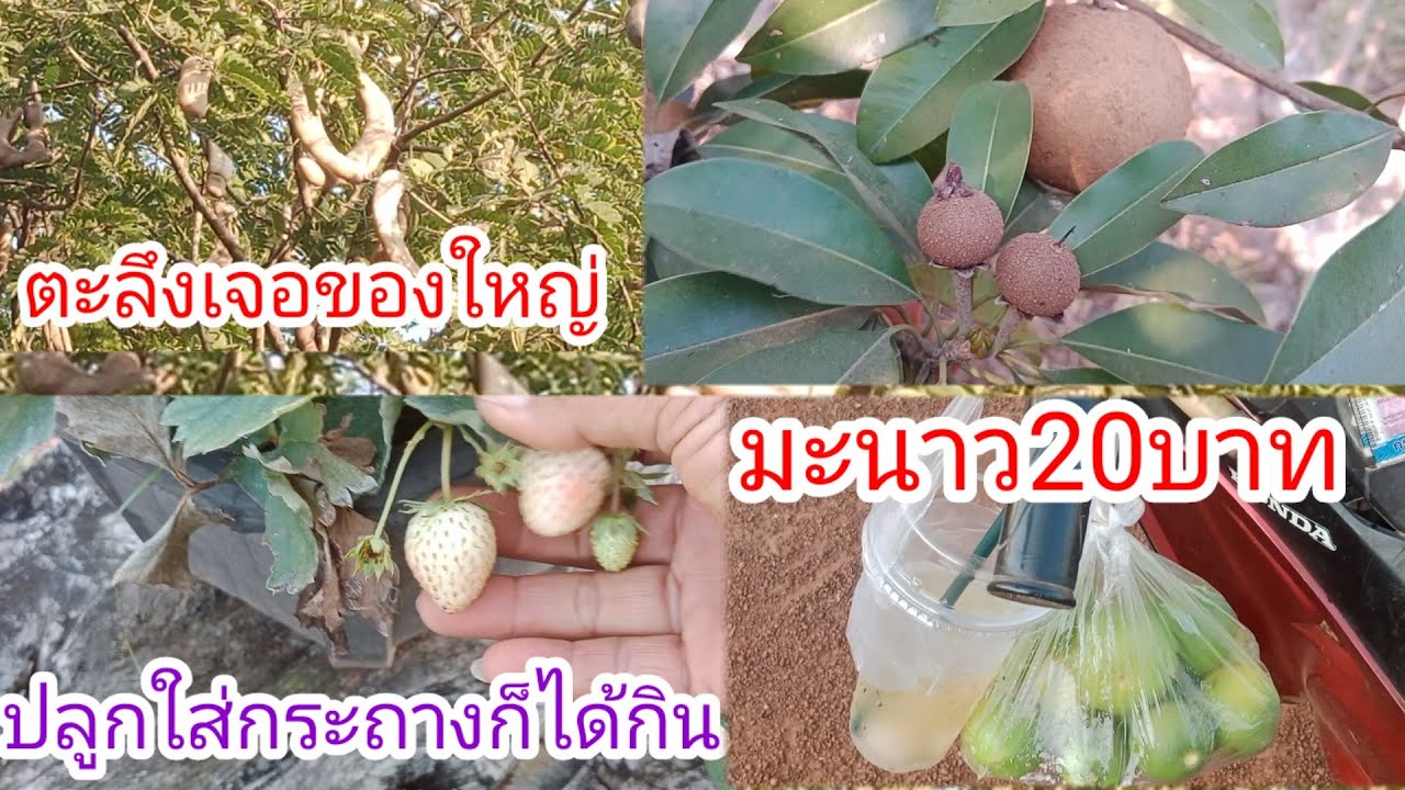 ป้าสาแวะมาสวนใคร!!เจอผลไม้สุดแปลกพึ่งเคยเห็น!!มีหมดทุกอย่าง