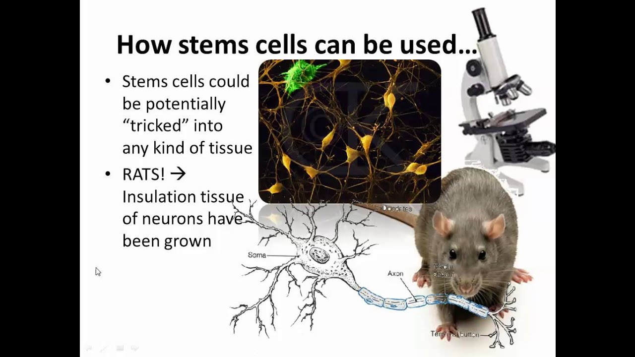 Стволовые клетки (IB Biology)