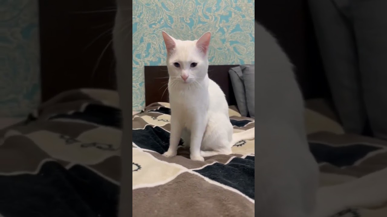 В меру упитанный кот! #catvideos #catshorts #прикольныекоты #веселыекоты #shorts