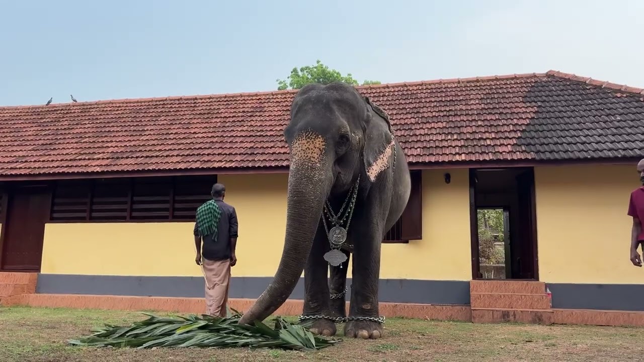 Kudamaloor Vasudevapuram Temple ഉത്സവം അമ്പാടി🤍