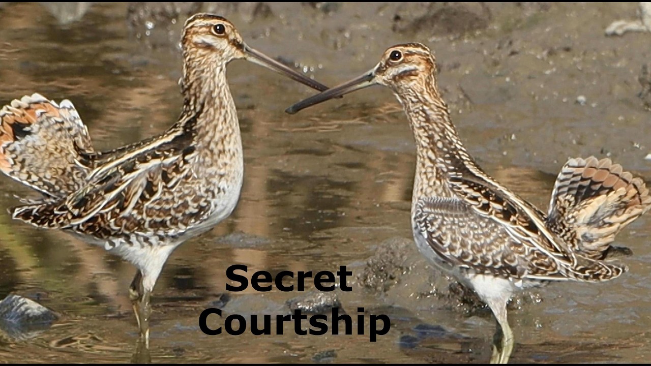 Wilson's Snipe Courtship Display