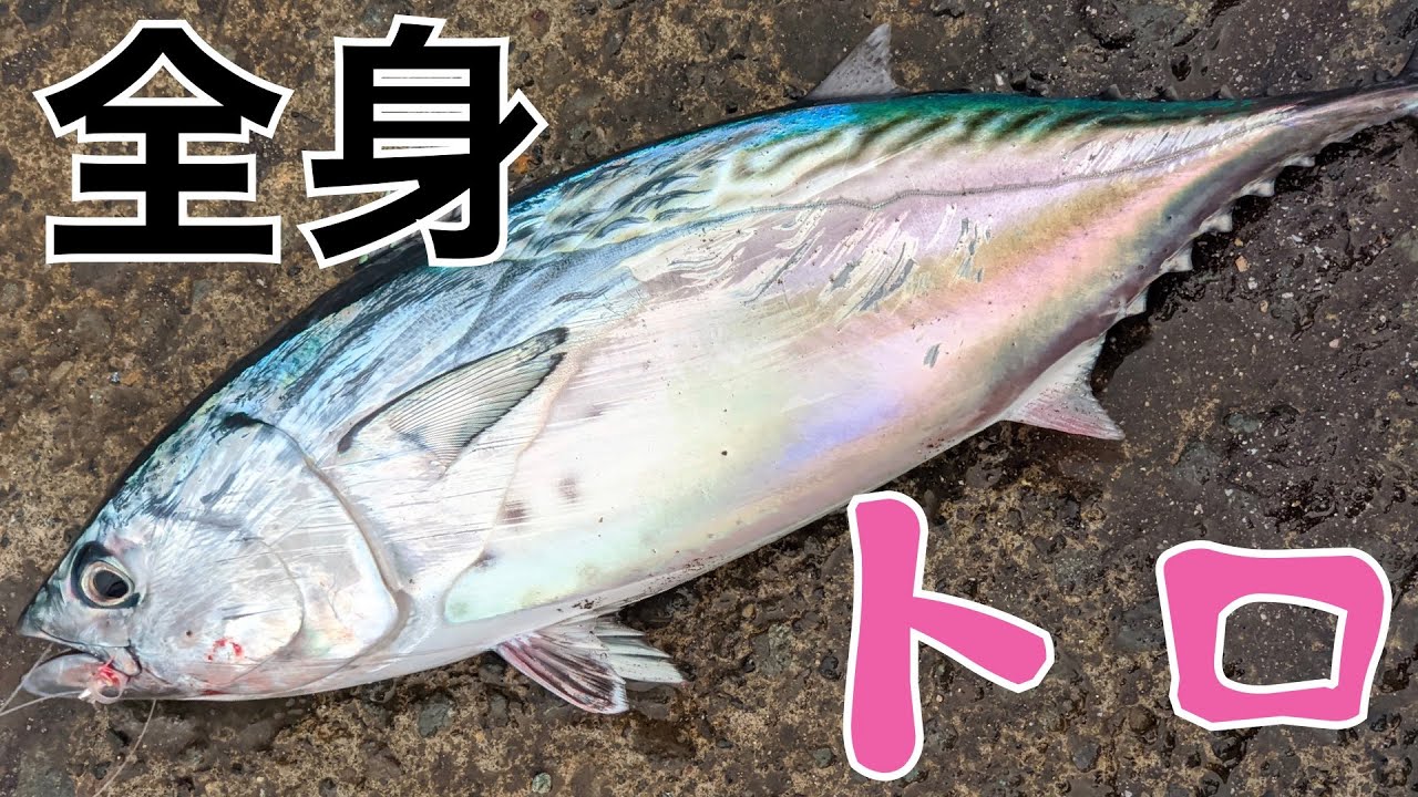 全身トロのカツオとバトル繰り広げてから食べた~たつおと海子の釣り車中泊より~