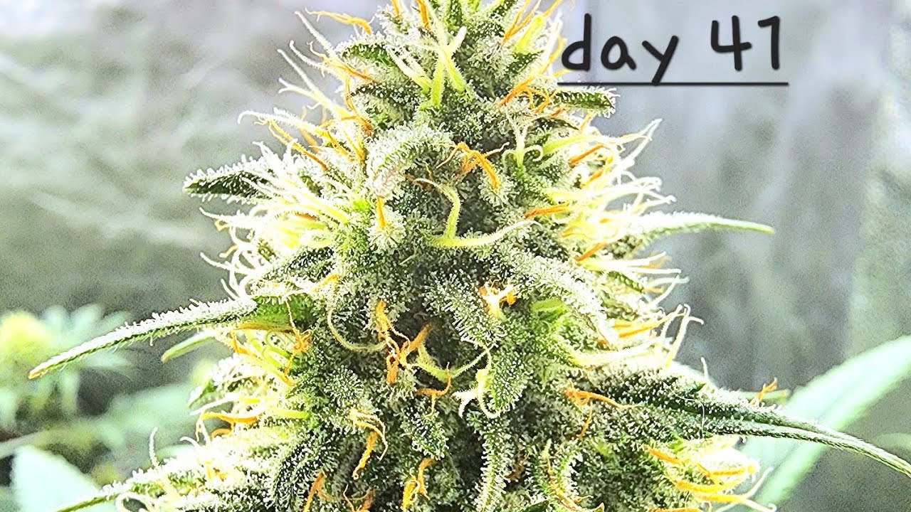 Ethos Genetics Full Update Video!!