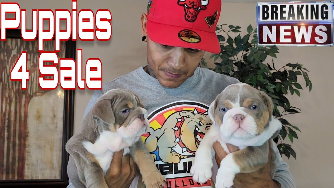 Quality English Bulldog Puppies FOR SALE❗️