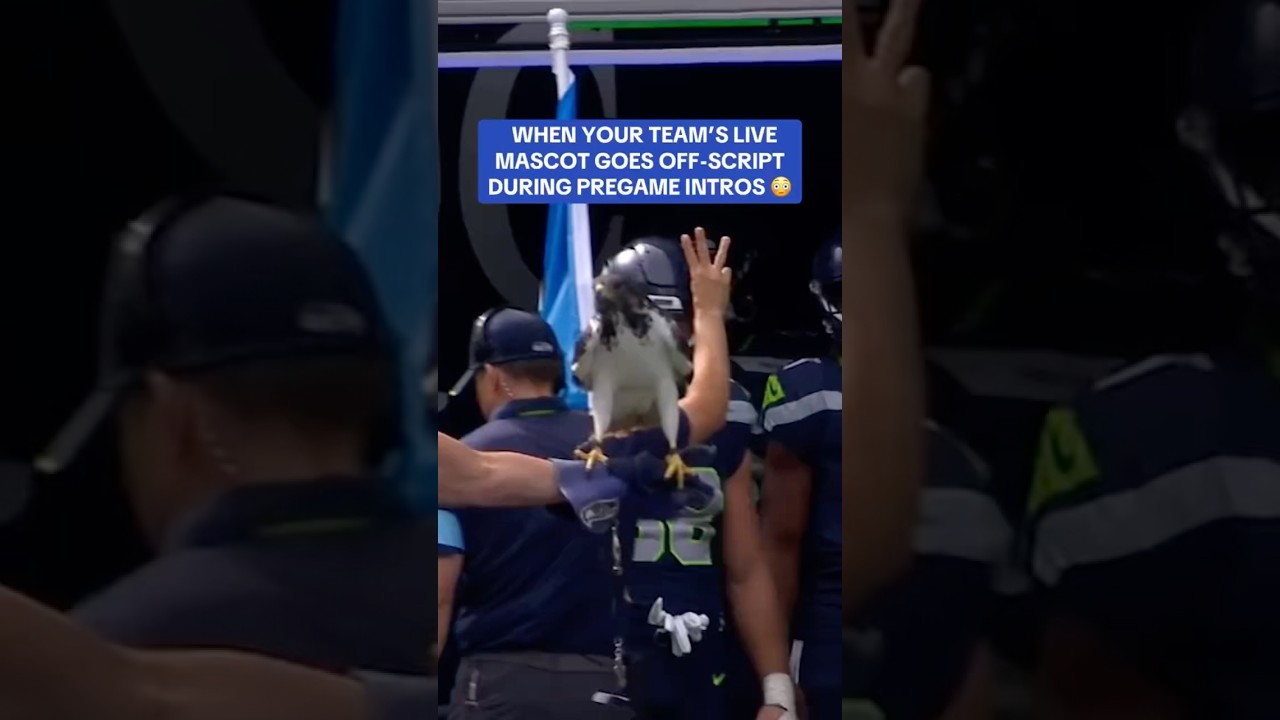 No way he pet our hawk, Taima 🤣 #hawk #seahawks
